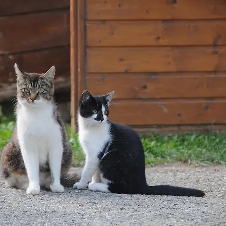 Laubichlhof Appartamento Flachau