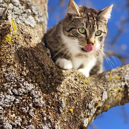 Laubichlhof Appartamento Flachau