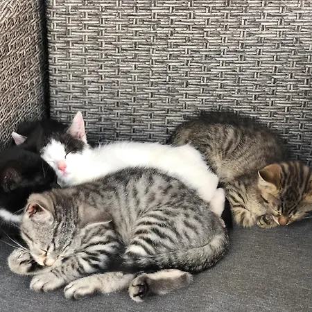 Lägenhet Laubichlhof Flachau