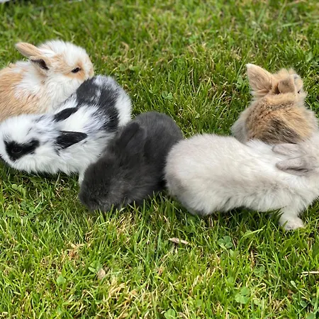 Lägenhet Laubichlhof Flachau