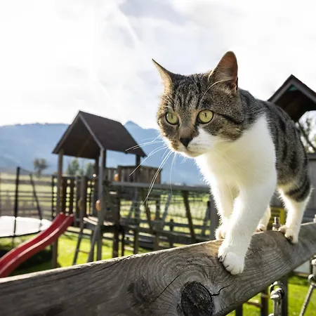 Laubichlhof Appartamento Flachau